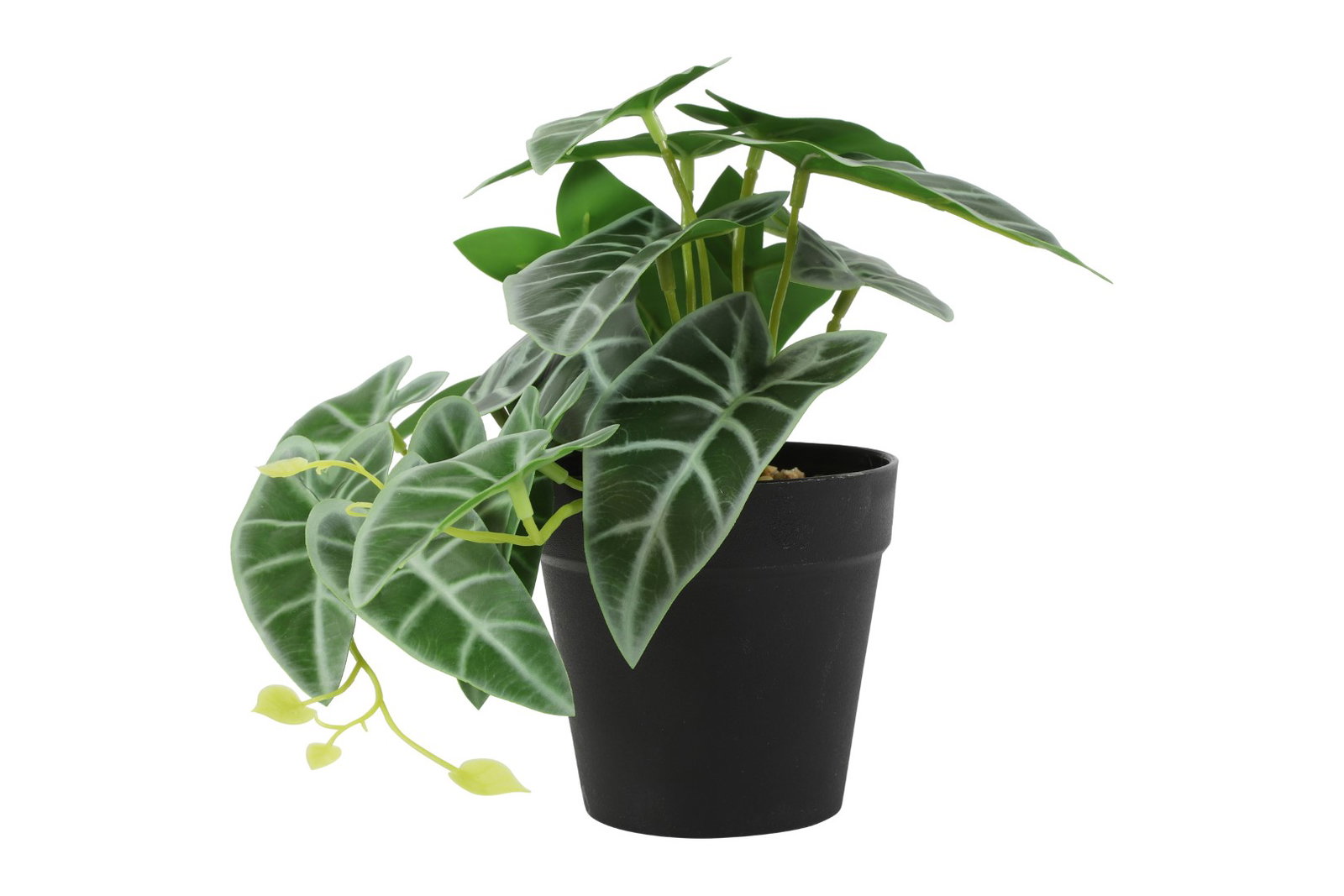 https://cdn.warentuin.nl/media/catalog/product/S/C/SCAN8718318078308_kunstplant_peperomia_groen_i_countryfield_530b.jpg