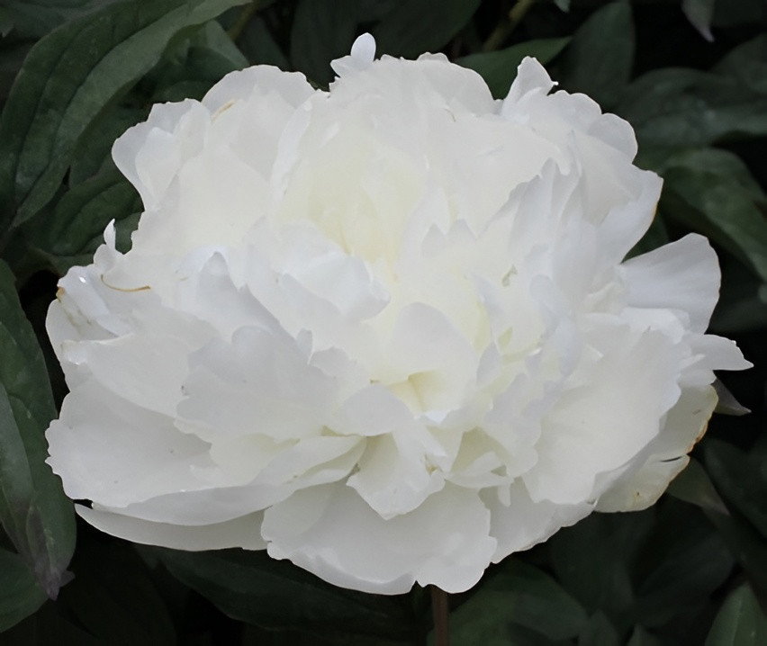 Paeoniasteel m wit 20x20x73 cm kunstbloem Decostar - Decostar