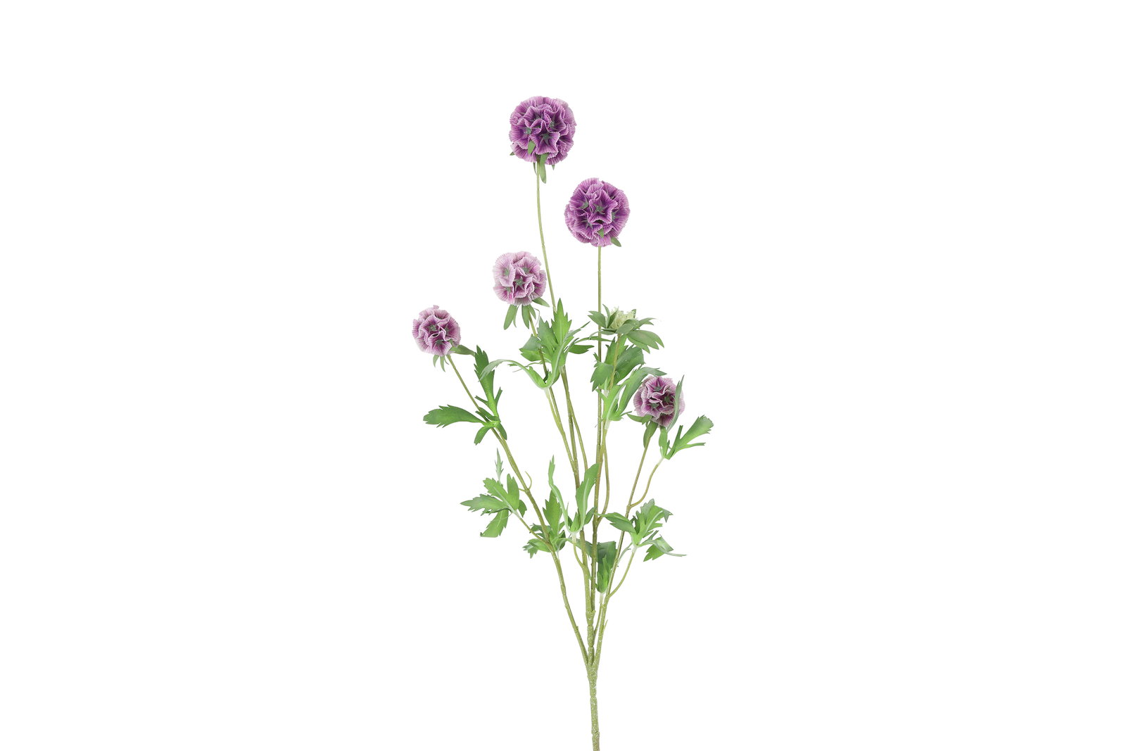 https://cdn.warentuin.nl/media/catalog/product/S/C/SCAN8718318162076_kunstbloem_combretocarpus_paars_countryfield_ec90.jpg