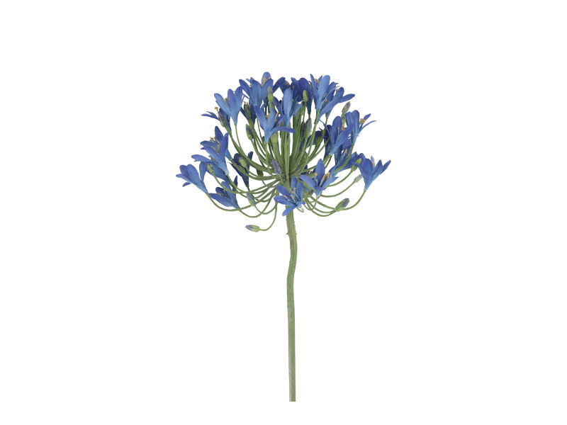 https://cdn.warentuin.nl/media/catalog/product/S/C/SCAN8718318216007_countryfield_woonaccesoires_kunstbloem_agapanthus_90x20x10_cm_25f6.jpg