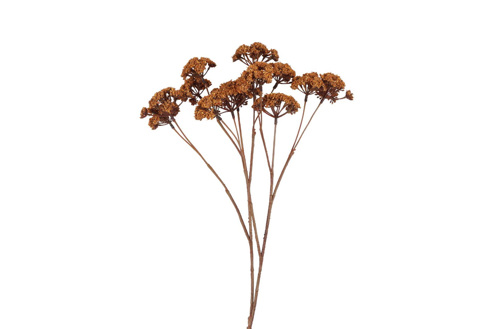 https://cdn.warentuin.nl/media/catalog/product/S/C/SCAN8718318249333_kunstbloem_eupatorium_l_lichtbruin_countryfield_e45c.jpg