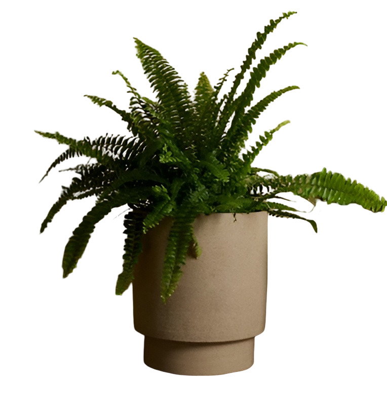 Nephrolepissteel 32x65x165 cm groen kunstbloem Decostar - Decostar