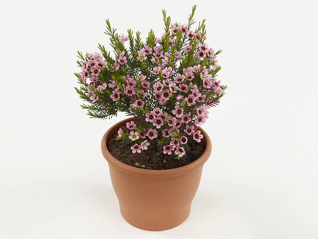 Chamelaucium 10x10x63 cm multi kunstbloem Decostar - Decostar