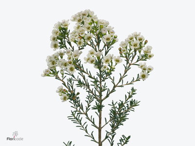 Chamelaucium 10x10x63 cm wit kunstbloem Decostar - Decostar