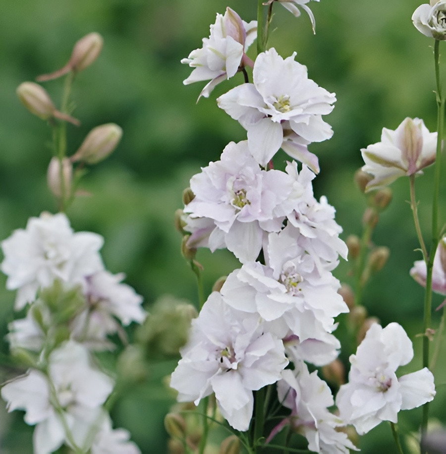 Delphinium consolida 12x12x99 cm wit kunstbloem Decostar - Decostar