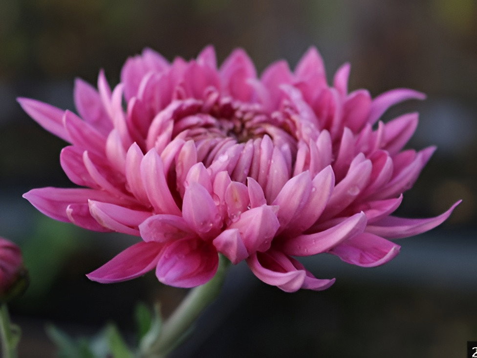 Chrysanthemum 17x8x99 cm paars kunstbloem Decostar - Decostar