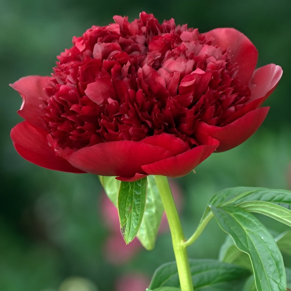 Paeonia 18x10x92 cm rood kunstbloem Decostar - Decostar