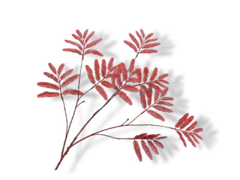https://cdn.warentuin.nl/media/catalog/product/S/C/SCAN8718648404488_01_silk_ka_kunstbloemen_mimosasteel_l104_cm_rood_9499.jpg
