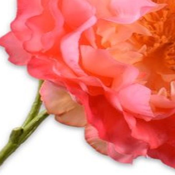https://cdn.warentuin.nl/media/catalog/product/S/C/SCAN8718648492409_01_zijde_bloemen_kunsttak_pioenroos_zalm_79_cm_7411.jpg