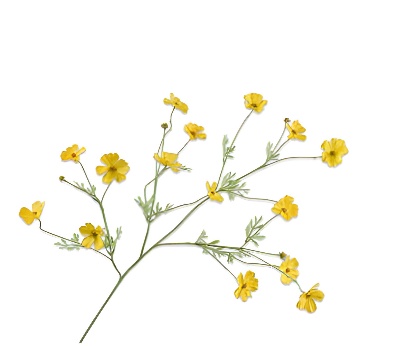 https://cdn.warentuin.nl/media/catalog/product/S/C/SCAN8718648492911_cosmos_tak_geel_rt_104_cm_silk_ka_d126.jpg