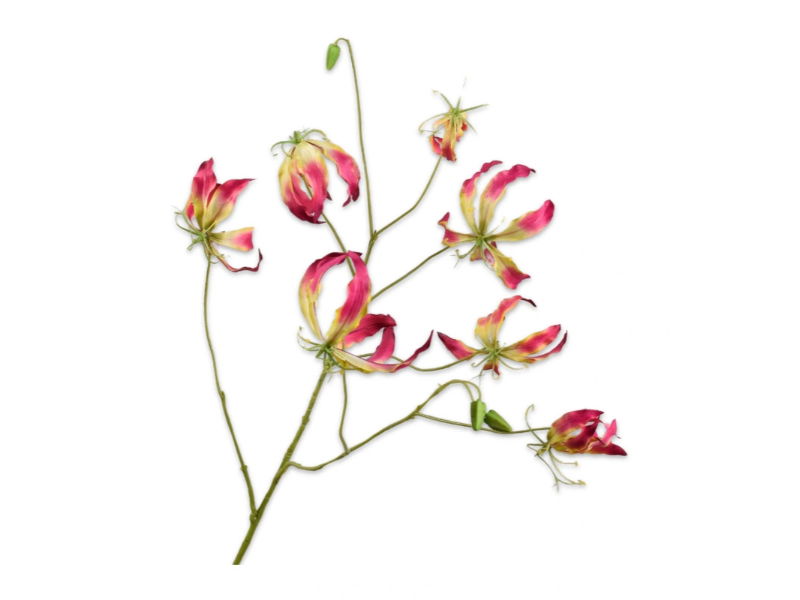 Gloriosasteel l110 cm beauty - Silk-Ka