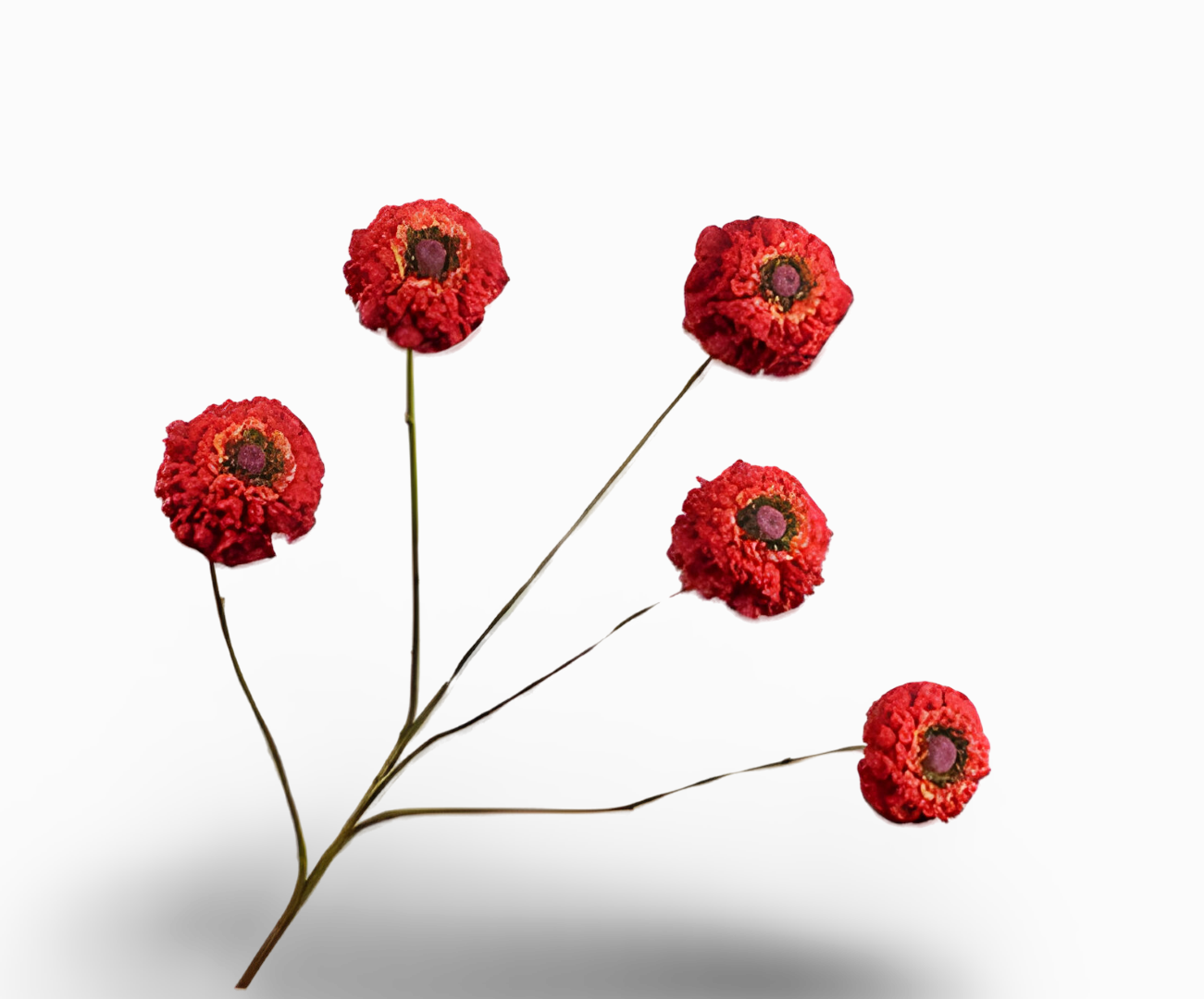 https://cdn.warentuin.nl/media/catalog/product/S/C/SCAN8718648523677_01_zinnia_tak_rood_91_cm_silk_ka_12f6.png