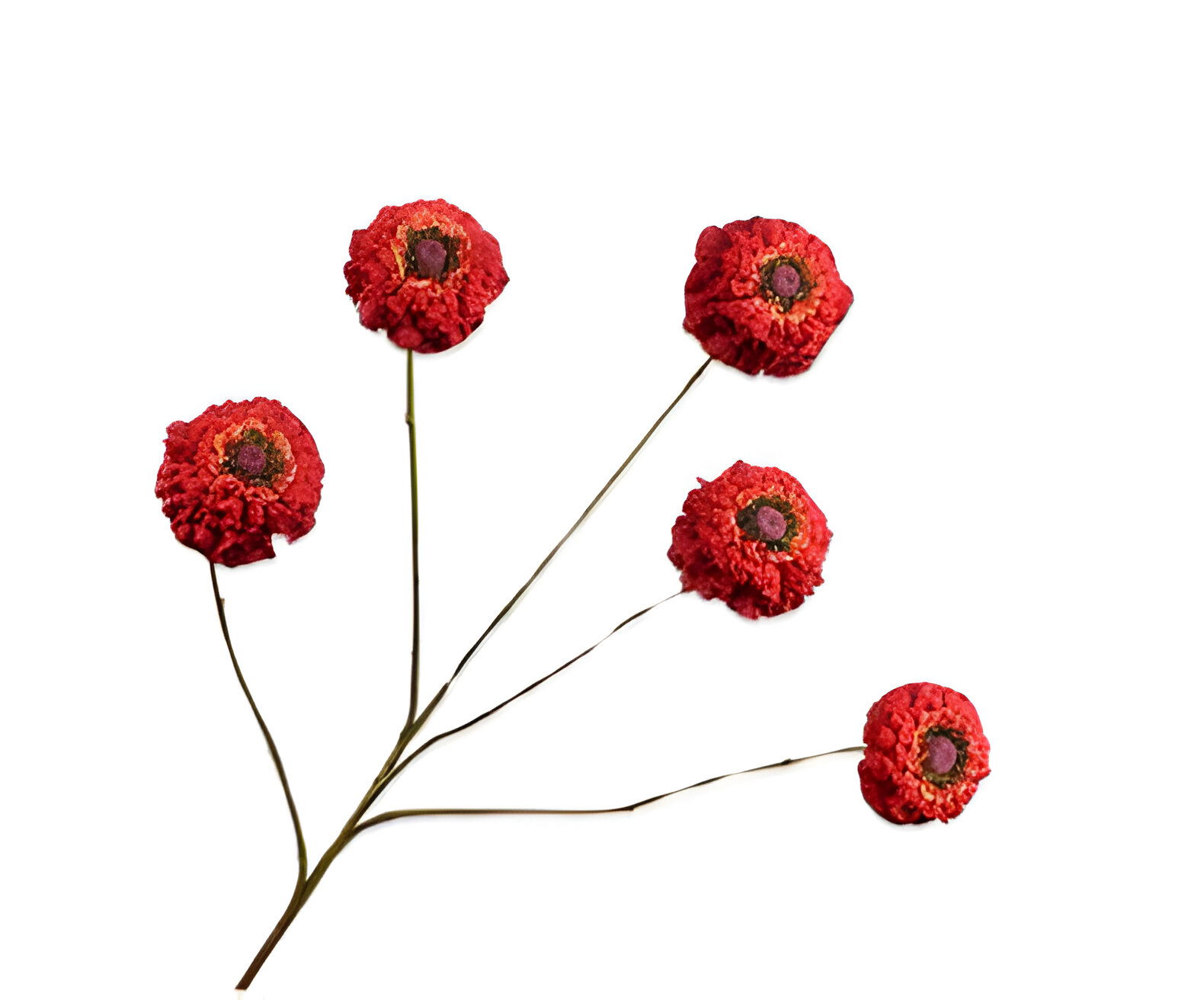 https://cdn.warentuin.nl/media/catalog/product/S/C/SCAN8718648523677_zinnia_tak_rood_91_cm_silk_ka_b1bc.jpg