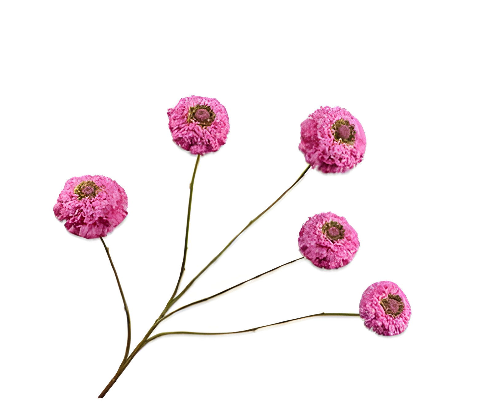 https://cdn.warentuin.nl/media/catalog/product/S/C/SCAN8718648523684_zinnia_tak_lavendel_91_cm_silk_ka_8b05.jpg