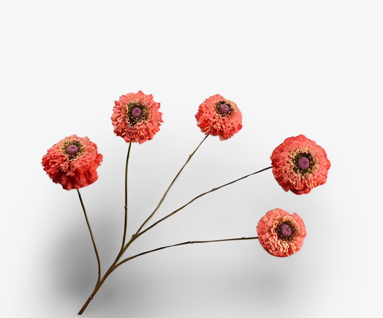 https://cdn.warentuin.nl/media/catalog/product/S/C/SCAN8718648523752_01_zinnia_tak_oranje_91_cm_silk_ka_deb2.png