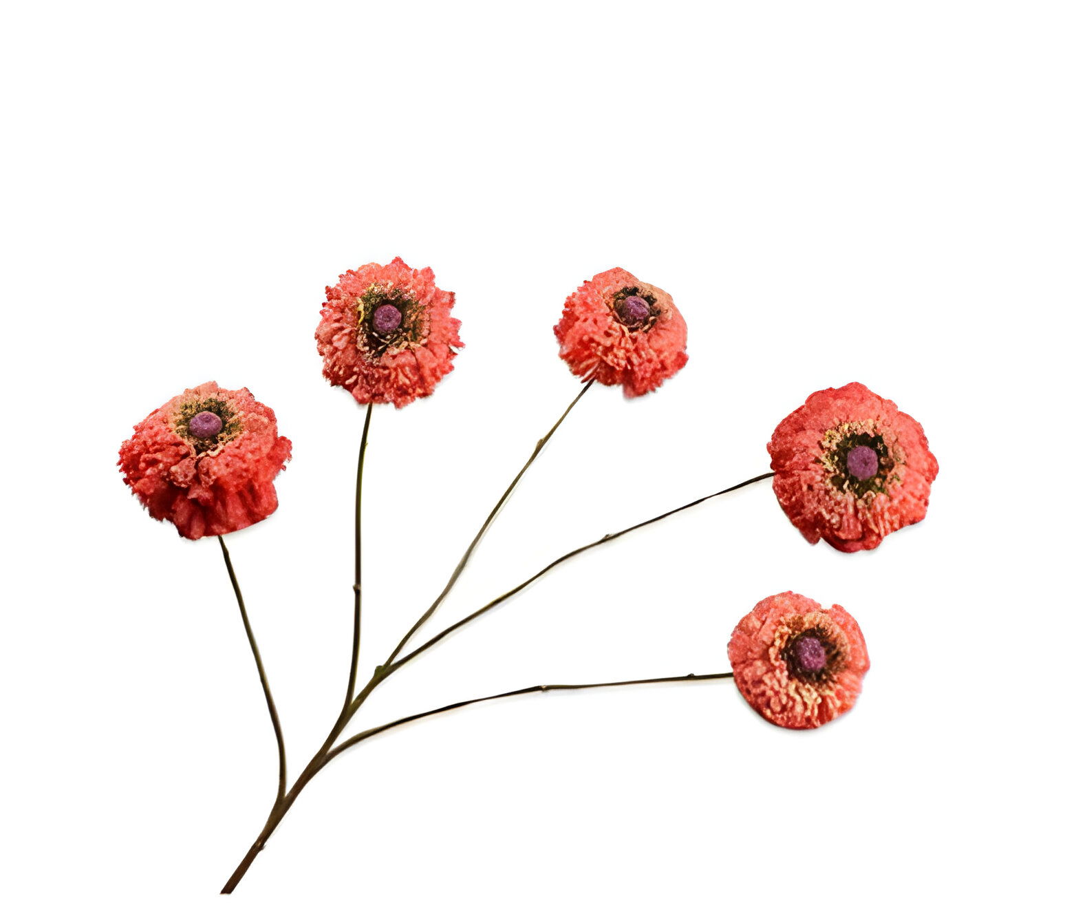 https://cdn.warentuin.nl/media/catalog/product/S/C/SCAN8718648523752_zinnia_tak_oranje_91_cm_silk_ka_d99a.jpg