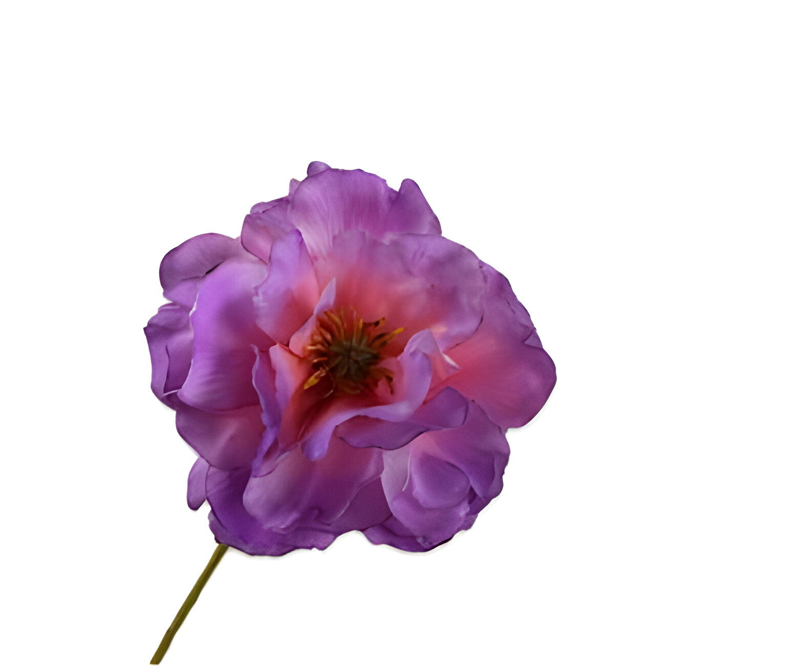 https://cdn.warentuin.nl/media/catalog/product/S/C/SCAN8718648547758_klaproos_steel_lavendel_rt_73_cm_silk_ka_10eb.jpg