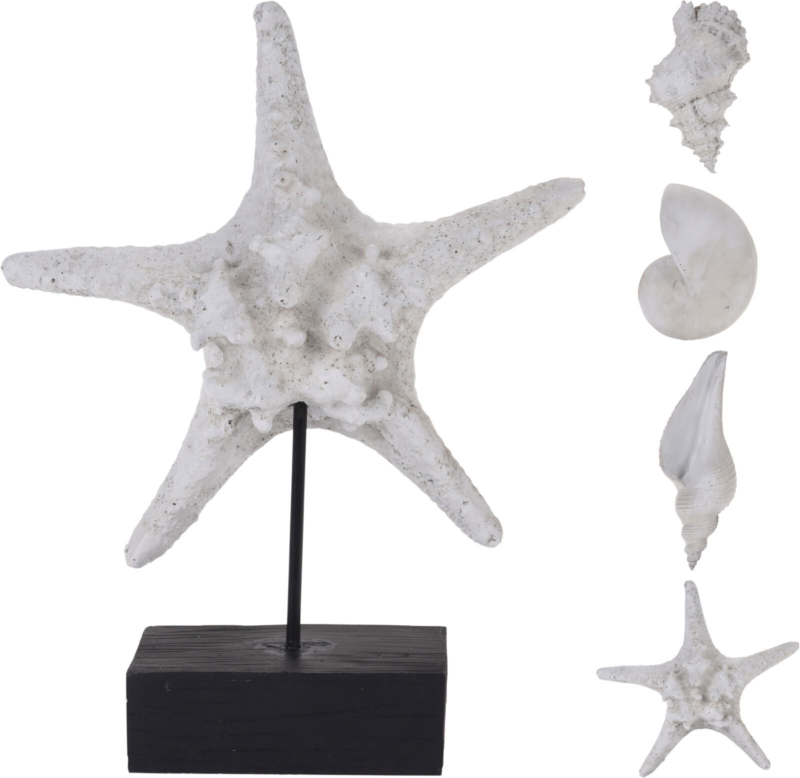 https://cdn.warentuin.nl/media/catalog/product/S/C/SCAN8719202960402_nampook_decoratie_sfeerbeelden_schelp_en_zeeste_41d8.jpg