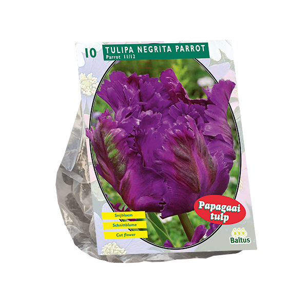 Tulipa Negrita Parrot Parkiet per 10 bloembollen Baltus - Baltus