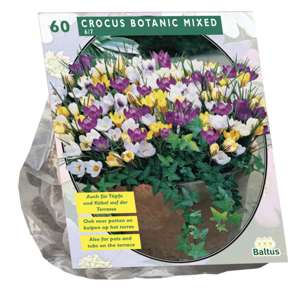 Crocus Botanisch Mix per 60 bloembollen Baltus - Baltus