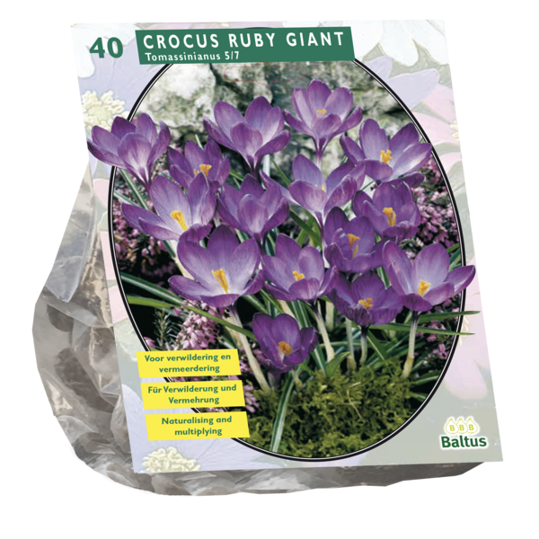 Crocus Tomassinianus Ruby Giant per 40 bloembollen Baltus - Baltus