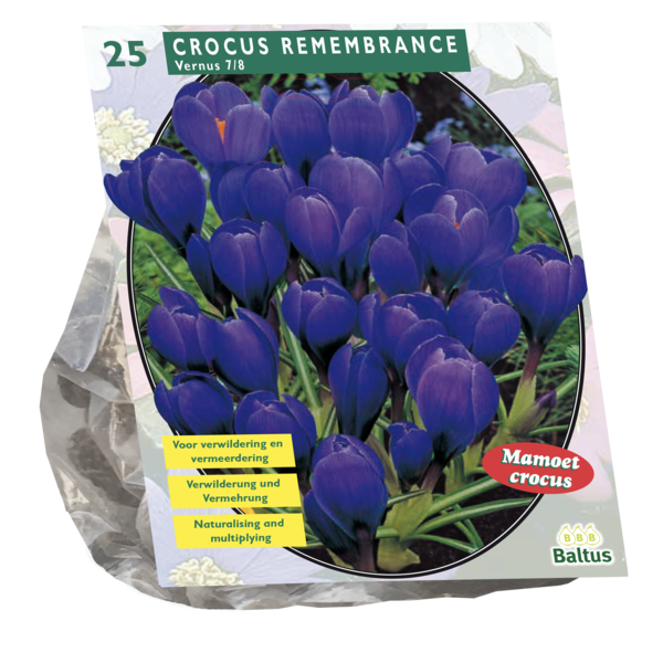 Crocus Grootbloemig Blauw per 25 bloembollen Baltus - Baltus