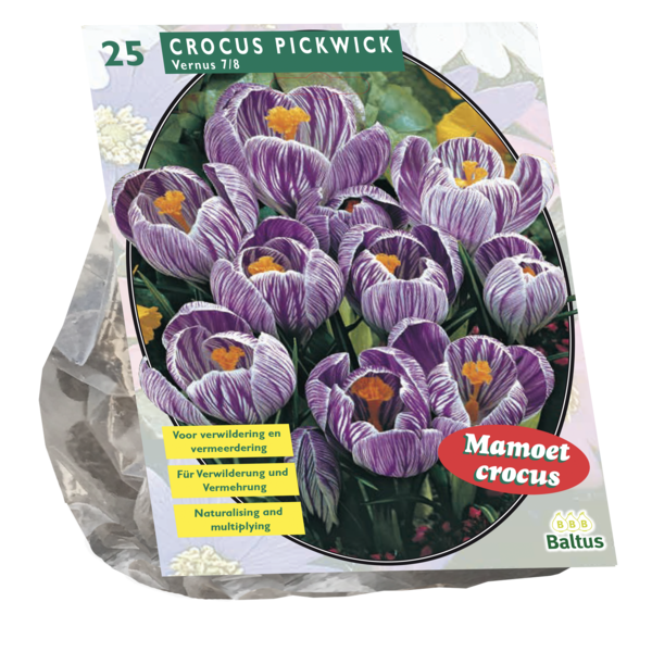 Crocus Grootbloemig Gestreept per 25 bloembollen Baltus - Baltus