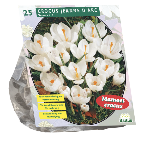 Crocus Grootbloemig Wit per 25 bloembollen Baltus - Baltus