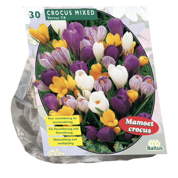 Crocus Grootbloemig Mix per 30 bloembollen Baltus - Baltus