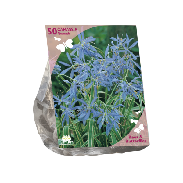 Bees & Butterflies Camassia quamash per 50 bloembollen Baltus - Baltus