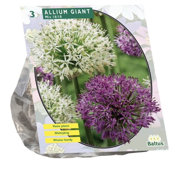 Allium Giant Mix per 3 bloembollen Baltus - Baltus