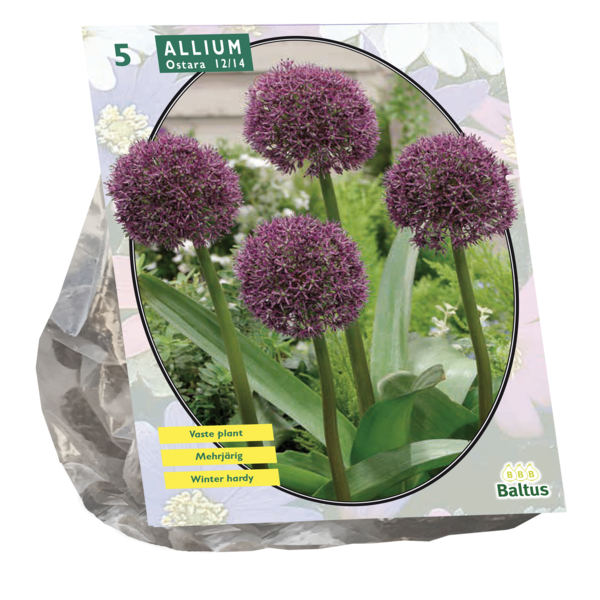 Allium Ostara per 5 bloembollen Baltus - Baltus