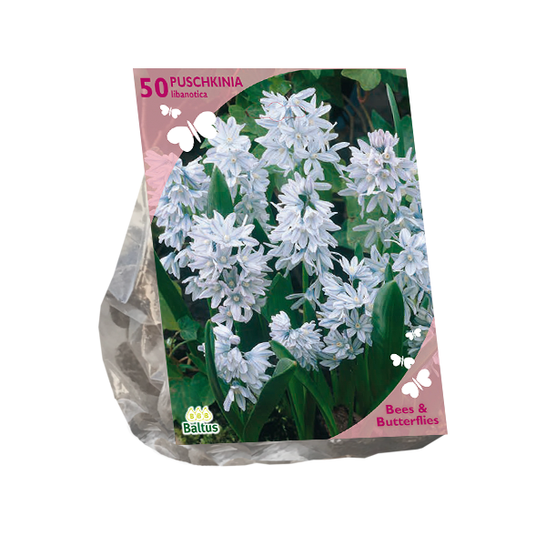 Bees & Butterflies Puschkinia Libanotica per 50 bloembollen Baltus - Baltus