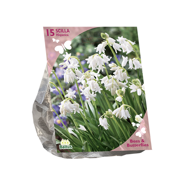 Bees & Butterflies Scilla Hispanica Wit per 15 bloembollen Baltus - Baltus