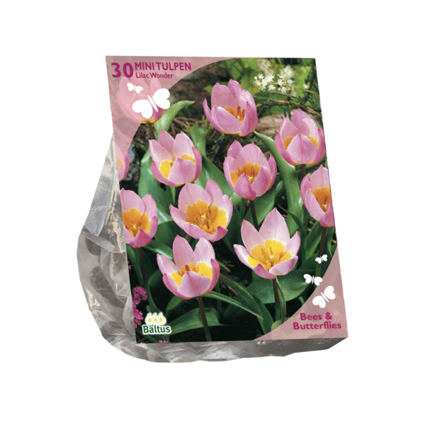 Bees & Butterflies Tulipa Bakari Lilac Wonder per 30 bloembollen Baltus - Baltus