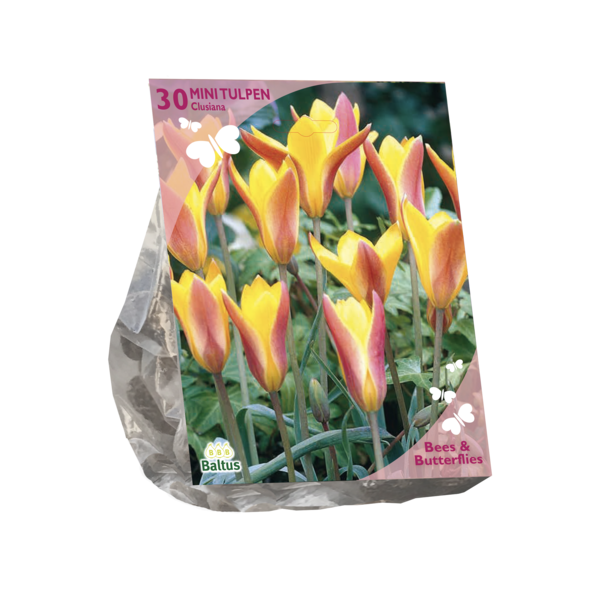 Bees & Butterflies Tulipa Clusiana var. Chrysantha per 30 bloembollen Baltus - Baltus