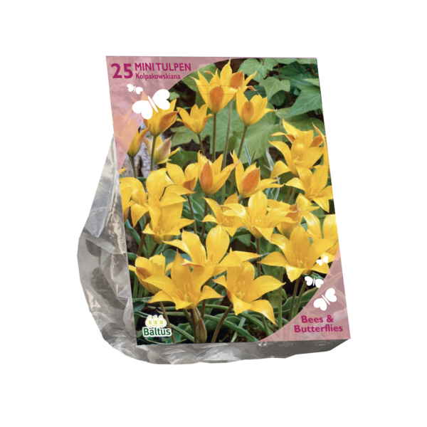 Bees & Butterflies Tulipa Kolpakowskiana per 25 bloembollen Baltus - Baltus