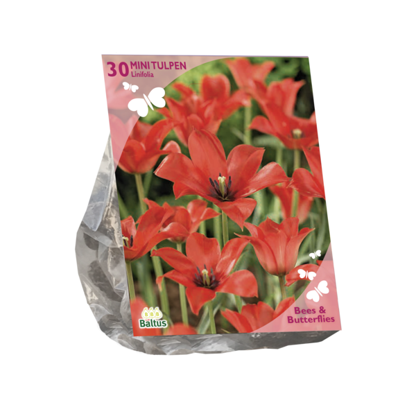Bees & Butterflies Tulipa Linifolia per 30 bloembollen Baltus - Baltus