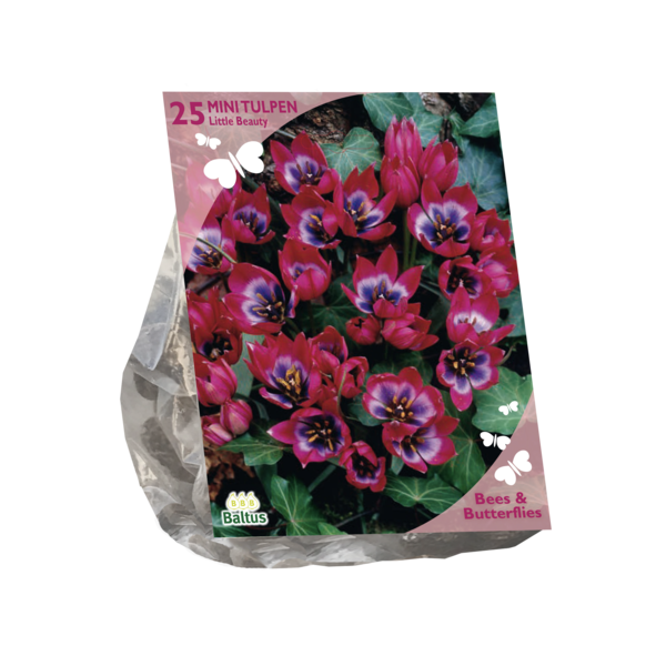 Bees & Butterflies Tulipa Little Beauty per 25 bloembollen Baltus - Baltus