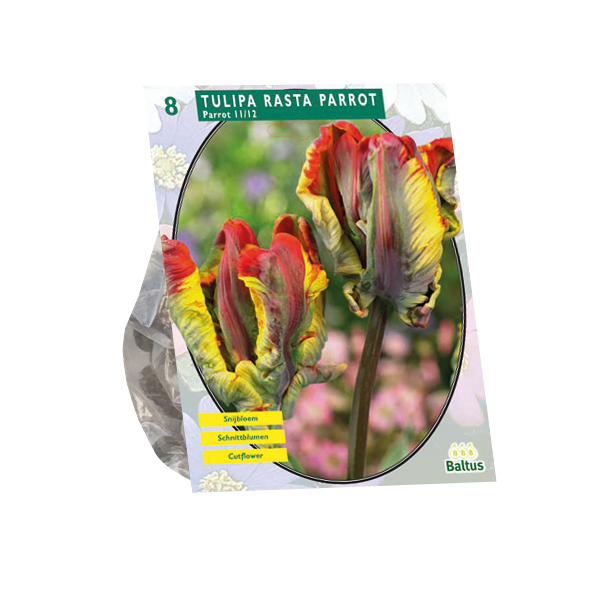 Tulipa Rasta Parrot Parkiet per 8 bloembollen Baltus - Baltus