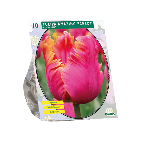 Tulipa Amazing Parrot Parkiet per 10 bloembollen Baltus - Baltus