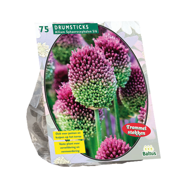 Allium Sphaerocephalon per 75 bloembollen Baltus - Baltus