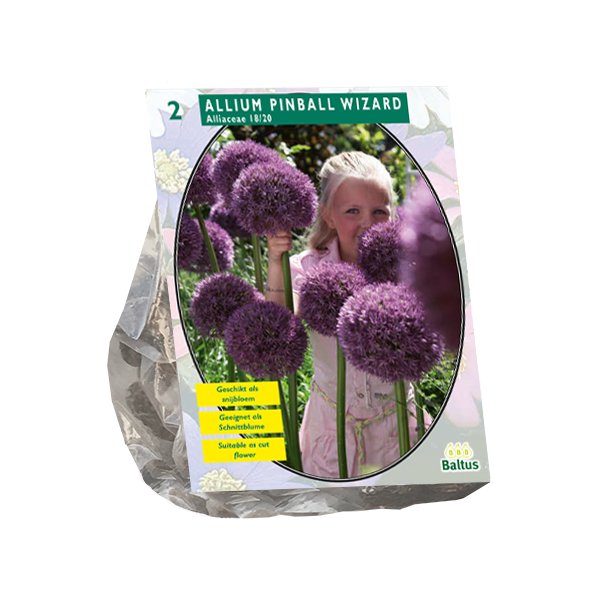 Allium Pinball Wizard per 2 bloembollen Baltus - Baltus