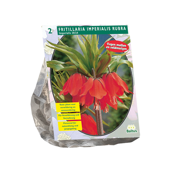 Fritillaria Imperialis Rubra per 2 bloembollen Baltus - Baltus
