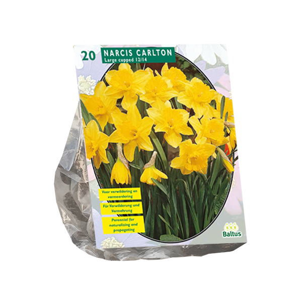Narcis Carlton per 20 bloembollen Baltus - Baltus