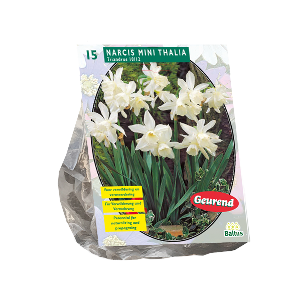 Narcis Mini Thalia per 15 bloembollen Baltus - Baltus