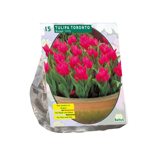 Tulipa Toronto Greigii per 15 bloembollen Baltus - Baltus