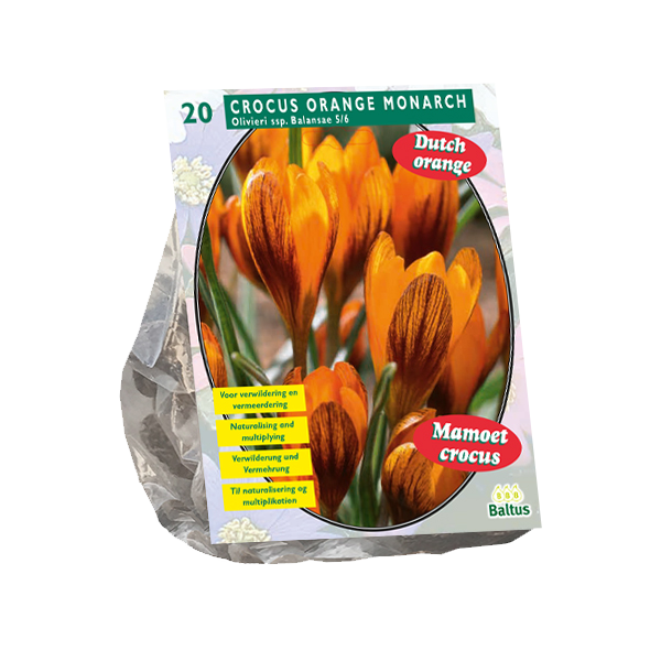 Crocus Orange Monarch per 20 bloembollen Baltus - Baltus