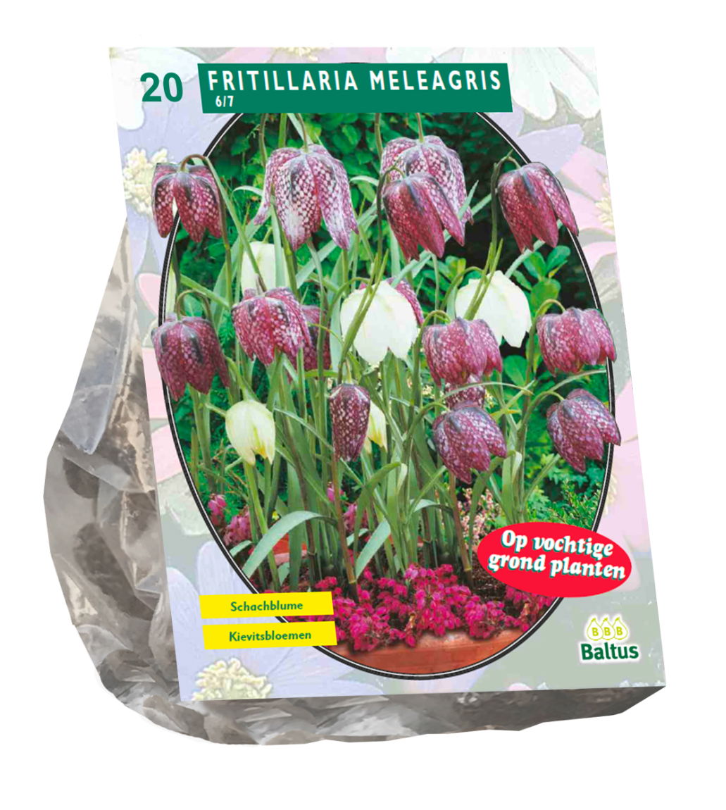 Bollen Fritillaria Meleagris 20 stuks - Baltus