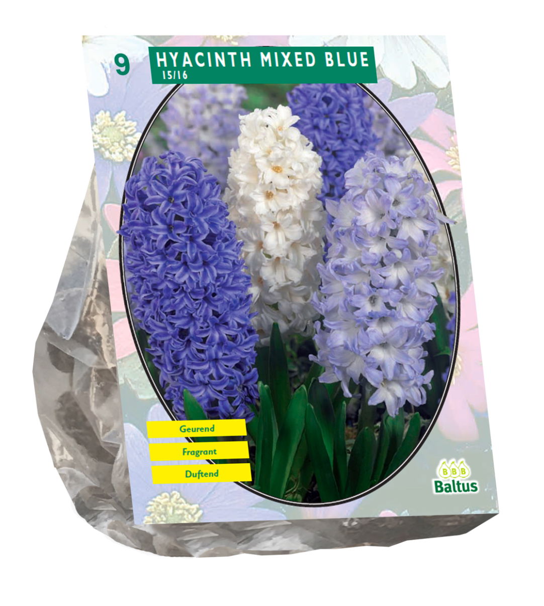 Bollen Hyacinth mixed blue 9 stuks - Baltus